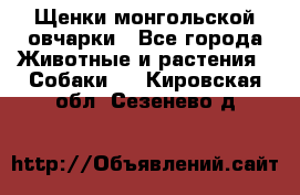 Щенки монгольской овчарки - Все города Животные и растения » Собаки   . Кировская обл.,Сезенево д.